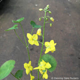 Perennials ~ Epimedium perralderianum, Barrenwort ~ Dancing Oaks Nursery and Gardens ~ Retail Nursery ~ Mail Order Nursery