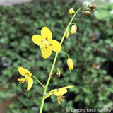 Perennials ~ Epimedium pinnatum ssp. colchicum 'Thunderbolt', Barrenwort ~ Dancing Oaks Nursery and Gardens ~ Retail Nursery ~ Mail Order Nursery