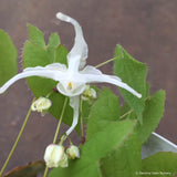 Perennials ~ Epimedium sempervirens 'Okuda's White', Barrenwort ~ Dancing Oaks Nursery and Gardens ~ Retail Nursery ~ Mail Order Nursery