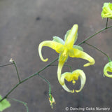 Perennials ~ Epimedium sp. nov. 'Simple Beauty', Barrenwort ~ Dancing Oaks Nursery and Gardens ~ Retail Nursery ~ Mail Order Nursery