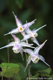 Perennials ~ Epimedium x youngianum 'Starlet', Bishop's Cap ~ Dancing Oaks Nursery and Gardens ~ Retail Nursery ~ Mail Order Nursery