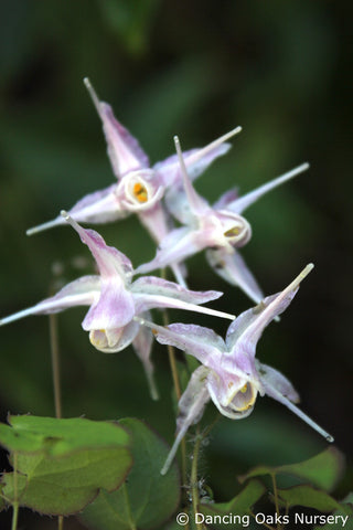 Perennials ~ Epimedium x youngianum 'Starlet', Bishop's Cap ~ Dancing Oaks Nursery and Gardens ~ Retail Nursery ~ Mail Order Nursery