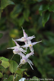 Perennials ~ Epimedium x youngianum 'Starlet', Bishop's Cap ~ Dancing Oaks Nursery and Gardens ~ Retail Nursery ~ Mail Order Nursery