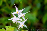 Perennials ~ Epimedium x youngianum 'Starlet', Bishop's Cap ~ Dancing Oaks Nursery and Gardens ~ Retail Nursery ~ Mail Order Nursery