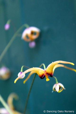 Perennials ~ Epimedium wushanense 'Caramel', Barrenwort ~ Dancing Oaks Nursery and Gardens ~ Retail Nursery ~ Mail Order Nursery
