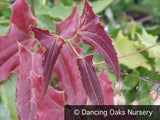 Perennials ~ Epimedium wushanense 'Caramel', Barrenwort ~ Dancing Oaks Nursery and Gardens ~ Retail Nursery ~ Mail Order Nursery