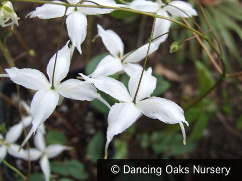 Perennials ~ Epimedium x 'Arctic Wings', Fairy Wings ~ Dancing Oaks Nursery and Gardens ~ Retail Nursery ~ Mail Order Nursery