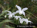 Perennials ~ Epimedium x 'Arctic Wings', Fairy Wings ~ Dancing Oaks Nursery and Gardens ~ Retail Nursery ~ Mail Order Nursery