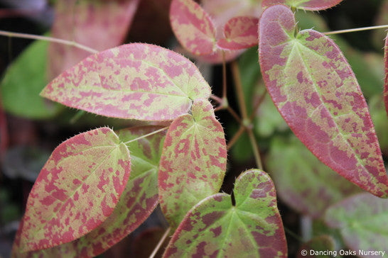 Epimedium x 'Arctic Wings', Fairy Wings – Dancing Oaks Nursery and