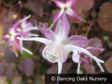 Perennials ~ Epimedium x grandiflorum 'Dark Beauty', Barrenwort or Bishop's Hat ~ Dancing Oaks Nursery and Gardens ~ Retail Nursery ~ Mail Order Nursery