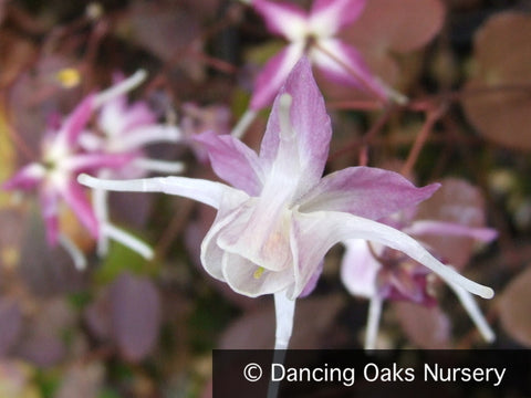 Perennials ~ Epimedium x grandiflorum 'Dark Beauty', Barrenwort or Bishop's Hat ~ Dancing Oaks Nursery and Gardens ~ Retail Nursery ~ Mail Order Nursery