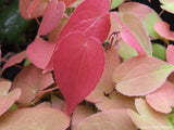 Perennials ~ Epimedium x grandiflorum 'Dark Beauty', Barrenwort or Bishop's Hat ~ Dancing Oaks Nursery and Gardens ~ Retail Nursery ~ Mail Order Nursery