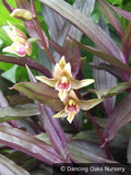 Perennials ~ Epipactis gigantea 'Serpentine Night', Stream Orchid ~ Dancing Oaks Nursery and Gardens ~ Retail Nursery ~ Mail Order Nursery