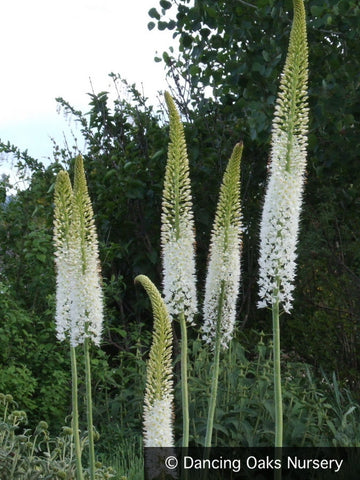 Perennials ~ Eremurus himalaicus, Foxtail Lily ~ Dancing Oaks Nursery and Gardens ~ Retail Nursery ~ Mail Order Nursery