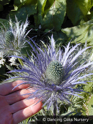 Perennials ~ Eryngium alpinum, Sea Holly ~ Dancing Oaks Nursery and Gardens ~ Retail Nursery ~ Mail Order Nursery
