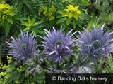 Perennials ~ Eryngium alpinum, Sea Holly ~ Dancing Oaks Nursery and Gardens ~ Retail Nursery ~ Mail Order Nursery