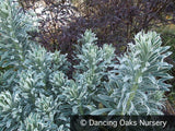Perennials ~ Euphorbia 'Glacier Blue' PP19027, Spurge ~ Dancing Oaks Nursery and Gardens ~ Retail Nursery ~ Mail Order Nursery