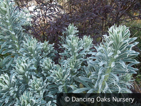 Perennials ~ Euphorbia 'Glacier Blue' PP19027, Spurge ~ Dancing Oaks Nursery and Gardens ~ Retail Nursery ~ Mail Order Nursery