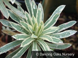 Perennials ~ Euphorbia 'Glacier Blue' PP19027, Spurge ~ Dancing Oaks Nursery and Gardens ~ Retail Nursery ~ Mail Order Nursery