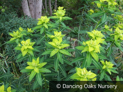 Perennials ~ Euphorbia schillingii, Spurge ~ Dancing Oaks Nursery and Gardens ~ Retail Nursery ~ Mail Order Nursery