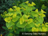Perennials ~ Euphorbia schillingii, Spurge ~ Dancing Oaks Nursery and Gardens ~ Retail Nursery ~ Mail Order Nursery
