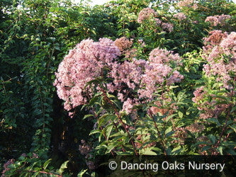 Perennials ~ Eutrochium (syn. Eupatorium) purpur. ssp. mac 'Red Giant', Joe Pye Weed ~ Dancing Oaks Nursery and Gardens ~ Retail Nursery ~ Mail Order Nursery
