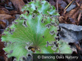 Perennials ~ Farfugium japonicum 'Shishi Botan', Crested Ligularia or Parsley Leopard Plant ~ Dancing Oaks Nursery and Gardens ~ Retail Nursery ~ Mail Order Nursery