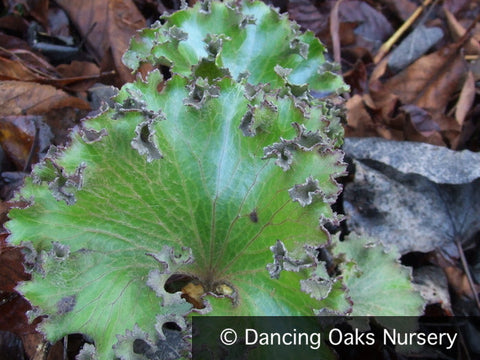Perennials ~ Farfugium japonicum 'Shishi Botan', Crested Ligularia or Parsley Leopard Plant ~ Dancing Oaks Nursery and Gardens ~ Retail Nursery ~ Mail Order Nursery