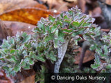 Perennials ~ Farfugium japonicum 'Shishi Botan', Crested Ligularia or Parsley Leopard Plant ~ Dancing Oaks Nursery and Gardens ~ Retail Nursery ~ Mail Order Nursery