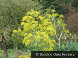 Perennials ~ Ferula communis, Giant Fennel ~ Dancing Oaks Nursery and Gardens ~ Retail Nursery ~ Mail Order Nursery