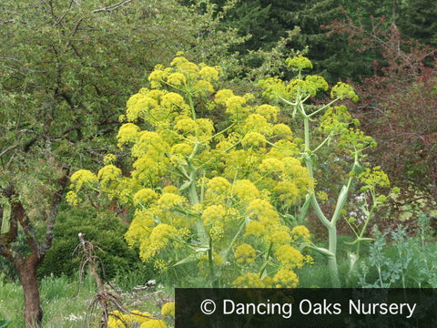 Perennials ~ Ferula communis, Giant Fennel ~ Dancing Oaks Nursery and Gardens ~ Retail Nursery ~ Mail Order Nursery