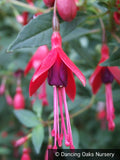 Perennials ~ Fuchsia 'David', Hardy Fuchsia ~ Dancing Oaks Nursery and Gardens ~ Retail Nursery ~ Mail Order Nursery