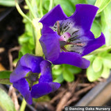 Perennials ~ Gentiana 'True Blue' PP 20433, Bottle Gentian ~ Dancing Oaks Nursery and Gardens ~ Retail Nursery ~ Mail Order Nursery