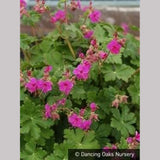 Perennials ~ Geranium macrorrhizum 'Czakor', Hardy Geranium ~ Dancing Oaks Nursery and Gardens ~ Retail Nursery ~ Mail Order Nursery