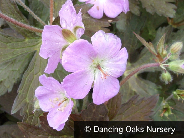 Perennials ~ Geranium maculatum 'Elizabeth Ann', Hardy Geranium ~ Dancing Oaks Nursery and Gardens ~ Retail Nursery ~ Mail Order Nursery