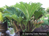 Perennials ~ Gunnera tinctoria, Chilean Rhubarb ~ Dancing Oaks Nursery and Gardens ~ Retail Nursery ~ Mail Order Nursery
