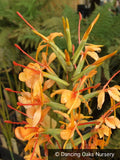 Perennials ~ Hedychium coccinea 'Tara' ~ Dancing Oaks Nursery and Gardens ~ Retail Nursery ~ Mail Order Nursery