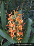 Perennials ~ Hedychium coccinea 'Tara' ~ Dancing Oaks Nursery and Gardens ~ Retail Nursery ~ Mail Order Nursery