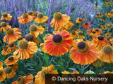 Perennials ~ Helenium 'Mardi Gras' PP15124, Helen's Flower ~ Dancing Oaks Nursery and Gardens ~ Retail Nursery ~ Mail Order Nursery