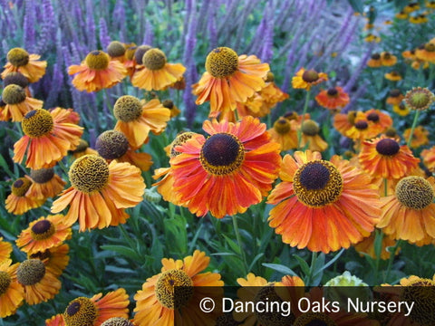 Perennials ~ Helenium 'Mardi Gras' PP15124, Helen's Flower ~ Dancing Oaks Nursery and Gardens ~ Retail Nursery ~ Mail Order Nursery