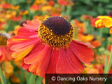 Perennials ~ Helenium 'Mardi Gras' PP15124, Helen's Flower ~ Dancing Oaks Nursery and Gardens ~ Retail Nursery ~ Mail Order Nursery