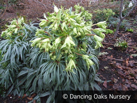 Perennials ~ Helleborus foetidus, Bear's Foot Hellebore, Lenten Rose ~ Dancing Oaks Nursery and Gardens ~ Retail Nursery ~ Mail Order Nursery