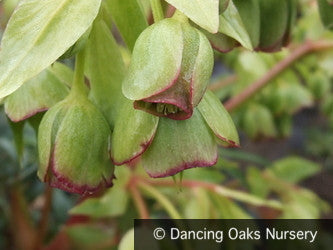 Perennials ~ Helleborus foetidus, Bear's Foot Hellebore, Lenten Rose ~ Dancing Oaks Nursery and Gardens ~ Retail Nursery ~ Mail Order Nursery