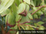 Perennials ~ Helleborus foetidus, Bear's Foot Hellebore, Lenten Rose ~ Dancing Oaks Nursery and Gardens ~ Retail Nursery ~ Mail Order Nursery