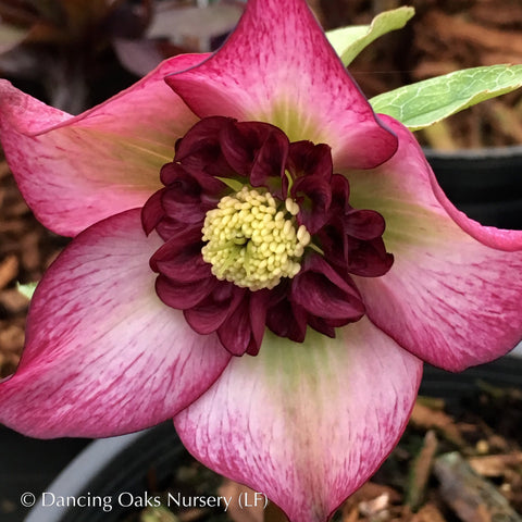 Perennials ~ Helleborus x hybridus 'Cherry Blossom', Lenten Rose, Hellebore ~ Dancing Oaks Nursery and Gardens ~ Retail Nursery ~ Mail Order Nursery