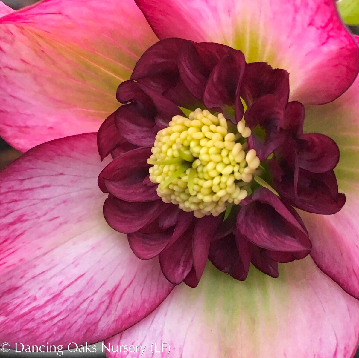 Perennials ~ Helleborus x hybridus 'Cherry Blossom', Lenten Rose, Hellebore ~ Dancing Oaks Nursery and Gardens ~ Retail Nursery ~ Mail Order Nursery