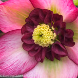 Perennials ~ Helleborus x hybridus 'Cherry Blossom', Lenten Rose, Hellebore ~ Dancing Oaks Nursery and Gardens ~ Retail Nursery ~ Mail Order Nursery