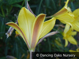Perennials ~ Hemerocallis 'Corky', Daylily ~ Dancing Oaks Nursery and Gardens ~ Retail Nursery ~ Mail Order Nursery