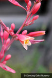 Perennials ~ Hesperaloe parviflora, Red False Agave or Red Yucca ~ Dancing Oaks Nursery and Gardens ~ Retail Nursery ~ Mail Order Nursery