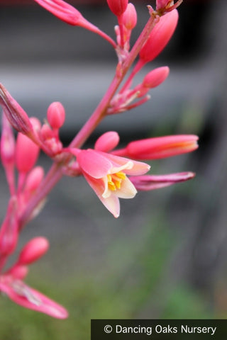 Perennials ~ Hesperaloe parviflora, Red False Agave or Red Yucca ~ Dancing Oaks Nursery and Gardens ~ Retail Nursery ~ Mail Order Nursery